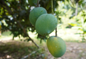 আমের আচার টেস্টি করার সিক্রেট